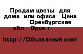 Продам цветы  для дома  или офиса › Цена ­ 2 000 - Оренбургская обл., Орск г.  »    